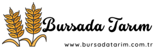 Bursadatarim.com.tr
