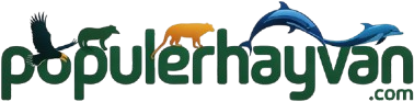 Populerhayvan.com